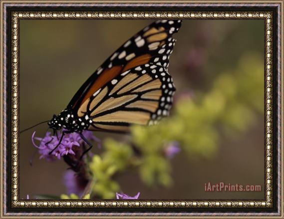 Raymond Gehman Monarch Butterfly Sipping Nectar From a Wildflower Framed Painting