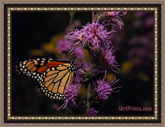 Raymond Gehman Monarch Butterfly Sipping Nectar From Wildflowers Framed Painting