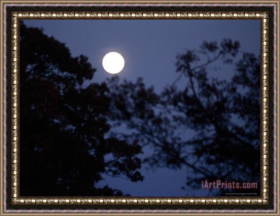 Raymond Gehman Moon Rise Framed by Silhouetted Trees in The Evening Framed Painting
