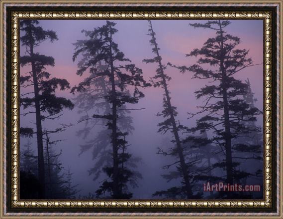 Raymond Gehman Morning Fog Shrouds Silhouetted Evergreen Trees Framed Painting