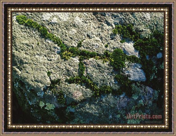 Raymond Gehman Moss And Lichens Form on a Greenstone Rock Framed Painting