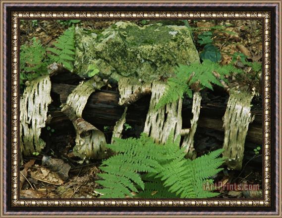 Raymond Gehman Moss Covered Birch Log And Ferns at The Thuya Garden Framed Print