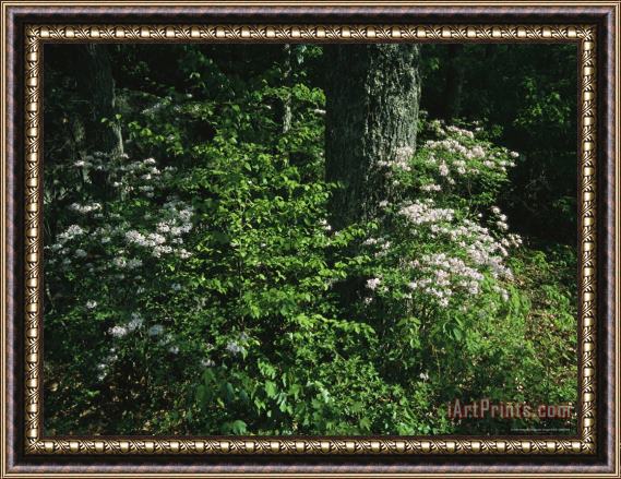 Raymond Gehman Mountain Laurel Surrounds an Oak Tree Framed Print