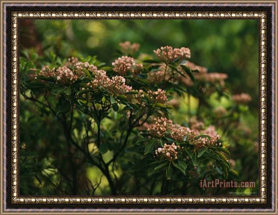 Raymond Gehman Mountain Laurel with Buds Ready to Blossom Framed Print
