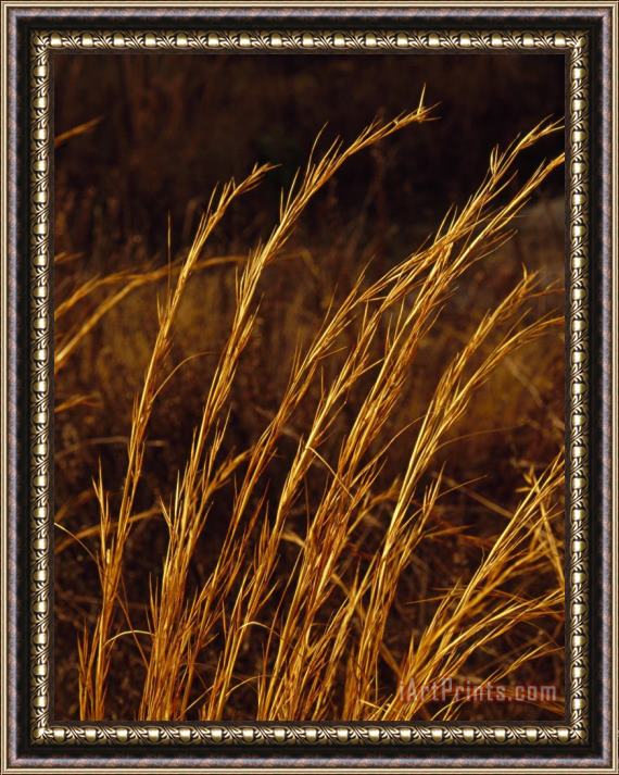 Raymond Gehman Native Grasses Grow in a Sunny Meadow on Top of Lilly Bluff Overlook Framed Print