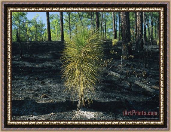 Raymond Gehman New Pine Tree Grows From Scorched Earth After a Fire Framed Painting