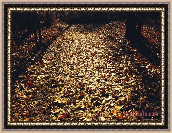 Raymond Gehman Oak And Beech Leaves Littering a Woodland Trail Framed Painting