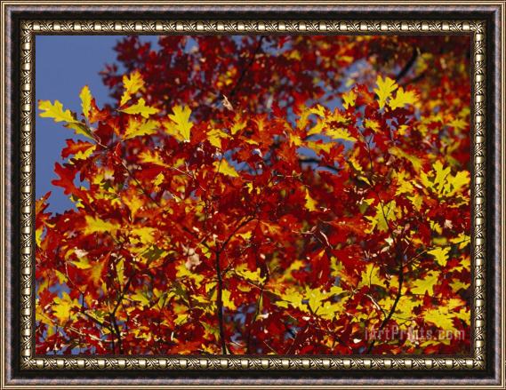 Raymond Gehman Oak Leaves in Fall Colors Against a Bright Blue Sky Framed Painting