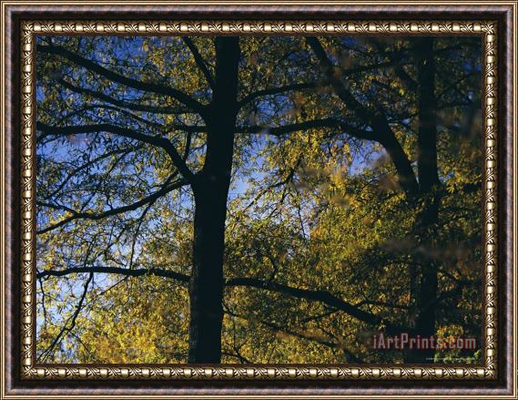 Raymond Gehman Oak Tree Against a Cloudless Blue Sky Framed Painting