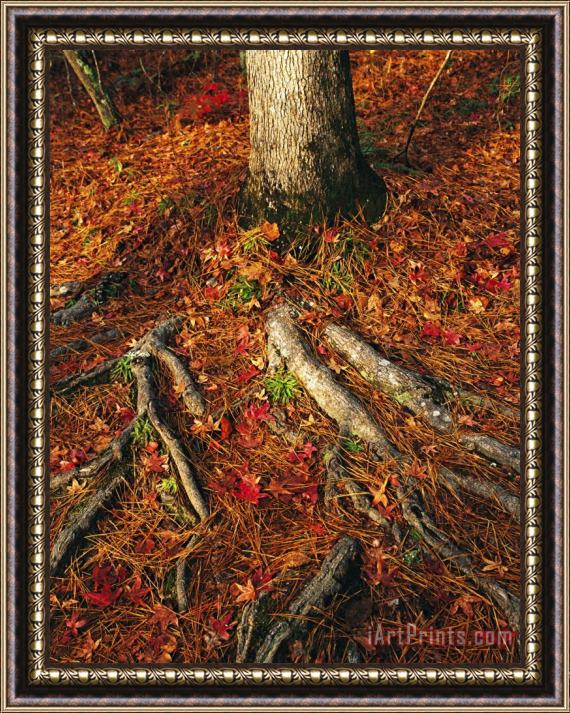 Raymond Gehman Oak Tree Roots And Pine Needles Covering a Woodland Trail Framed Painting