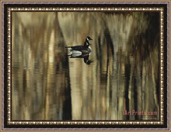 Raymond Gehman Pair of Canada Geese Swimming in Calm Water Framed Painting