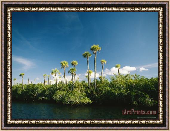 Raymond Gehman Palm Trees Along The Loxahatchee River Framed Print
