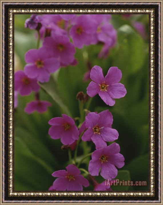 Raymond Gehman Parrys Primrose Wildflowers Grand Teton National Park Wyoming Framed Print