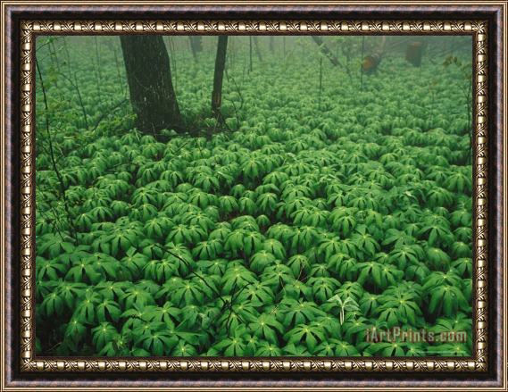 Raymond Gehman Patch of Mayapple Plants in a Woodland Framed Print