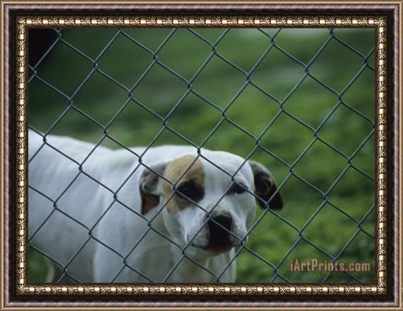 Raymond Gehman Pet Dog Behind a Chain Link Fence Framed Painting