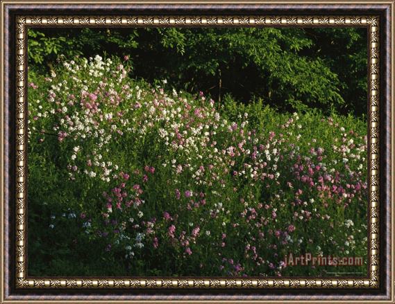 Raymond Gehman Phlox Growing on The Shore of The Susquehanna River Framed Painting