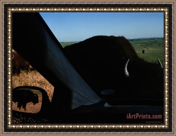 Raymond Gehman Picture of Bison Taken From Inside a Car Framed Painting