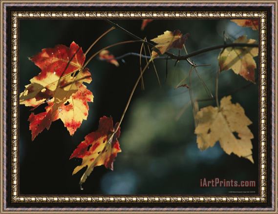 Raymond Gehman Pine Needles Caught on an Autumn Colored Maple Leaf Framed Painting