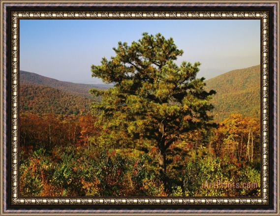 Raymond Gehman Pine Tree And Forested Ridges of The Blue Ridge Mountains Framed Painting