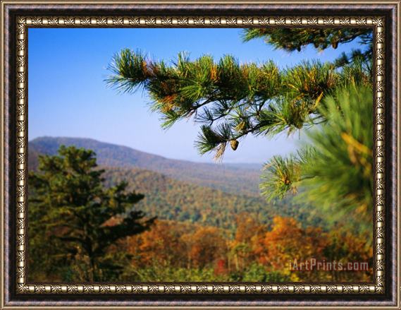 Raymond Gehman Pine Tree And Forested Ridges of The Blue Ridge Mountains Framed Print