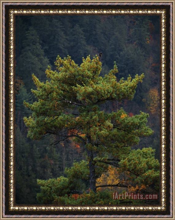 Raymond Gehman Pine Tree with Backdrop of a Forest Covered Mountain Framed Print