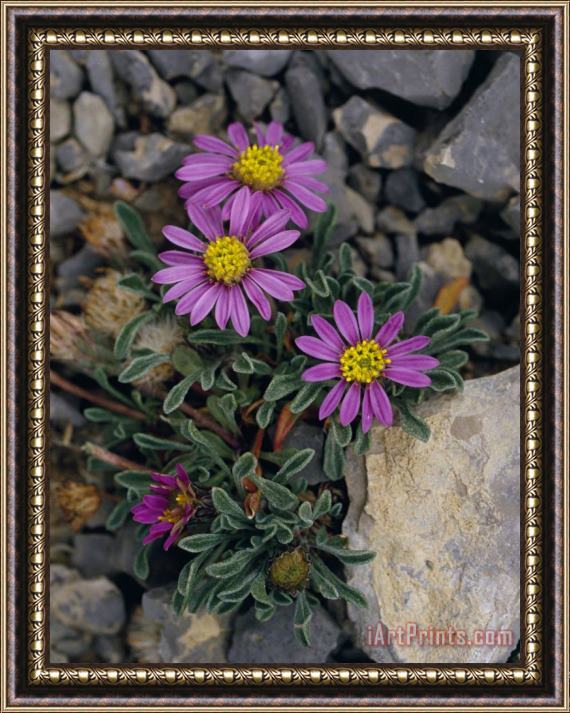 Raymond Gehman Pink Mountain Townsendia Brighten a Rocky Outcrop Framed Painting