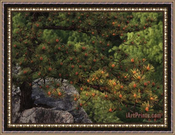 Raymond Gehman Pitch Pine Needles in Late Afternoon Light Framed Painting