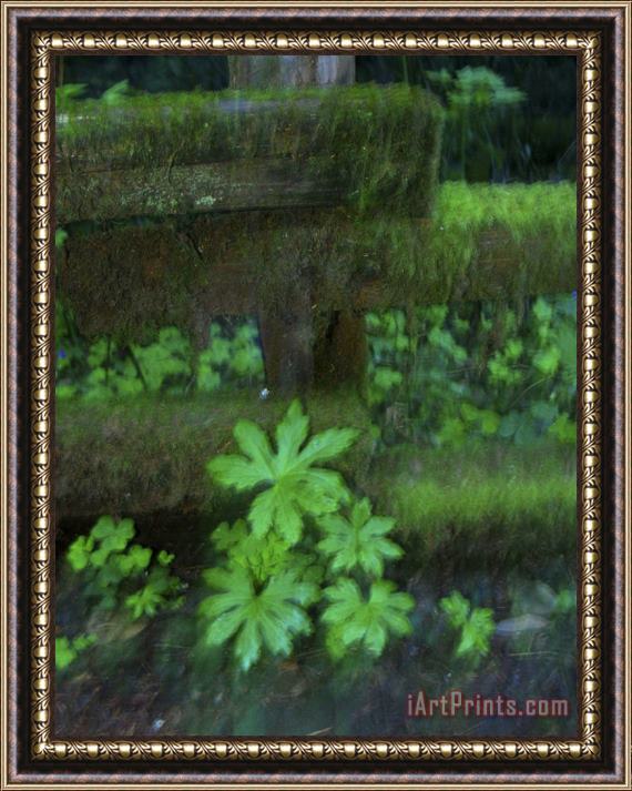 Raymond Gehman Plants Grow Along a Moss Covered Trail Fence in Old Growth Forest Framed Painting