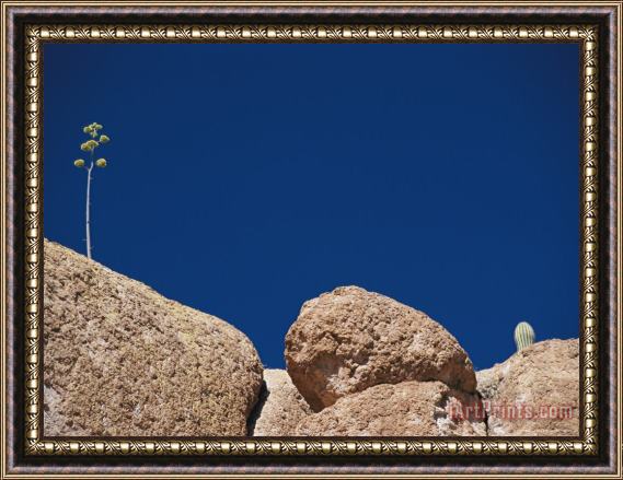 Raymond Gehman Plants Grow on The Surface of a Large Rock Framed Painting