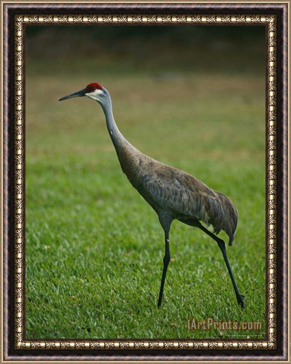 Raymond Gehman Portrait of a Sandhill Crane Strutting Through a Grassy Field Framed Print