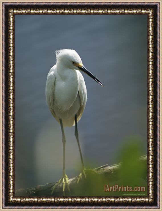 Raymond Gehman Portrait of a Snowy Egret Perched on a Waterside Log Framed Painting
