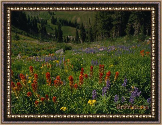 Raymond Gehman Radiant Summer Blooms Crowd a High Mountain Meadow on The Teton Crest Trail Framed Painting