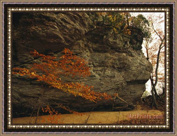 Raymond Gehman Raven Rock Trail And Autumn Colored Beech Tree Framed Print