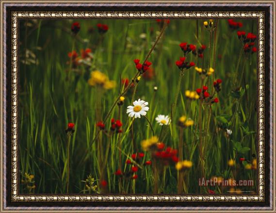 Raymond Gehman Red And Yellow Wildflowers Bloom Around a Wild Daisy Framed Print
