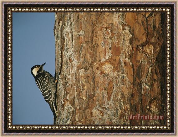 Raymond Gehman Red Cockaded Woodpecker on a Tree Trunk Framed Print
