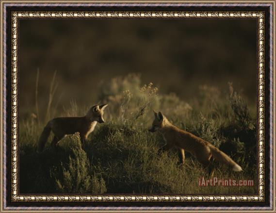 Raymond Gehman Red Fox Kits Red Rocks National Wildlife Refuge Montana Framed Print