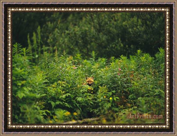 Raymond Gehman Red Fox Vulpes Vulpes Peers Out From a Batch of Wildflowers Framed Painting
