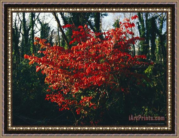 Raymond Gehman Red Leaved Tree with a Backdrop of Vine Covered Tree Trunks Framed Painting