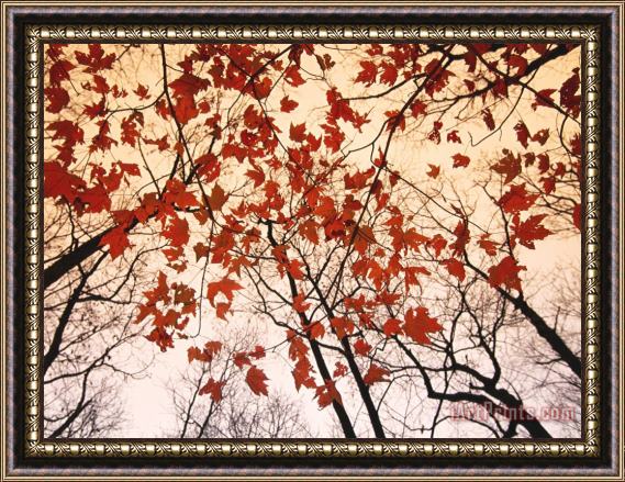 Raymond Gehman Red Maple And Autumn Sky Framed Painting