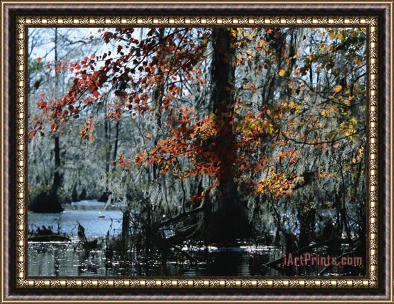 Raymond Gehman Red Maple And Bald Cypress Trees with Spanish Moss Framed Print