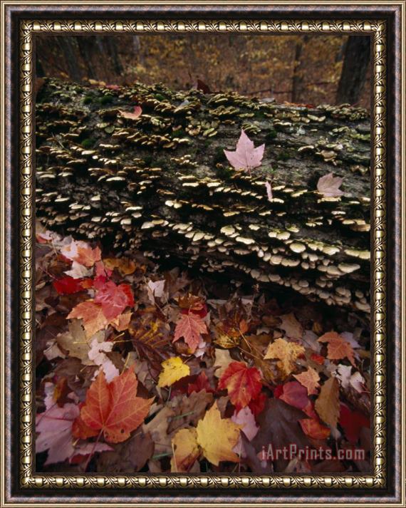 Raymond Gehman Red Maple Leaves Around a Fallen Tree with Scale Fungus Growth Framed Painting