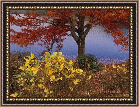 Raymond Gehman Red Maple Tree And Sycamore Sapling at Lake's Edge Framed Painting