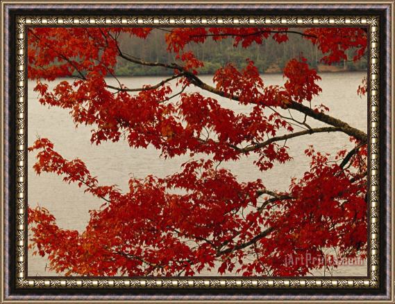 Raymond Gehman Red Maple Tree Branches with Backdrop of Price Lake Framed Print