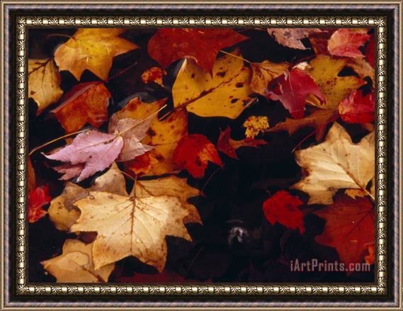 Raymond Gehman Red Maple Tree Leaves And Others Floating in Price Lake Framed Painting