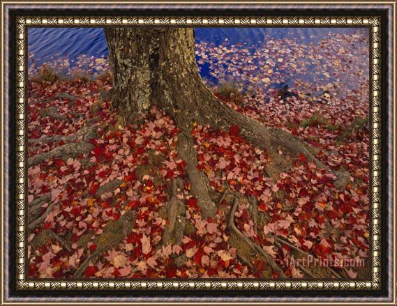 Raymond Gehman Red Maple Tree Leaves Litter The Ground at The Base of The Tree Framed Print