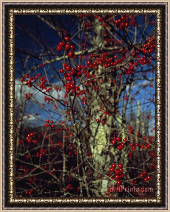 Raymond Gehman Red Serviceberries on Leafless Tree Branches Framed Print