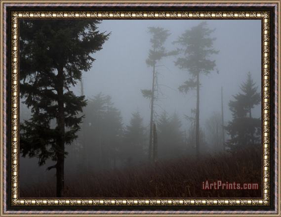 Raymond Gehman Red Spruce Trees Silhouetted in Morning Fog Framed Print