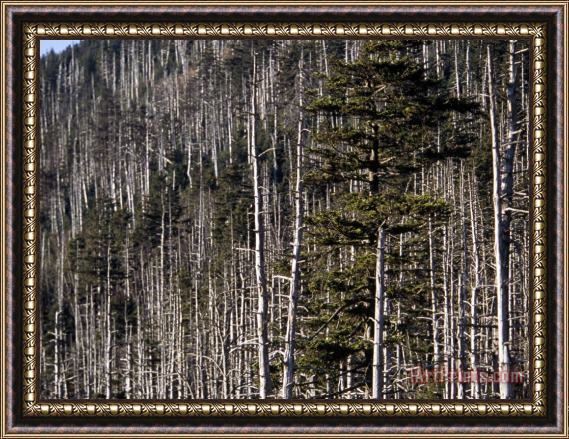 Raymond Gehman Remains of a Spruce Fir Forest on Clingman's Dome Framed Painting