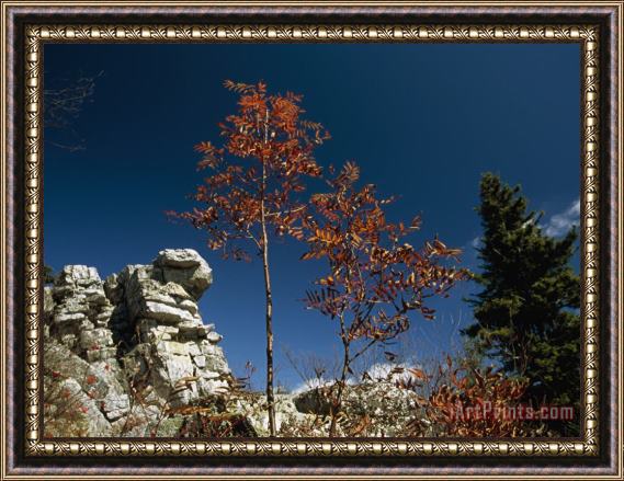 Raymond Gehman Rock Formation Black Walnut Tree And Evergreen Tree Framed Print