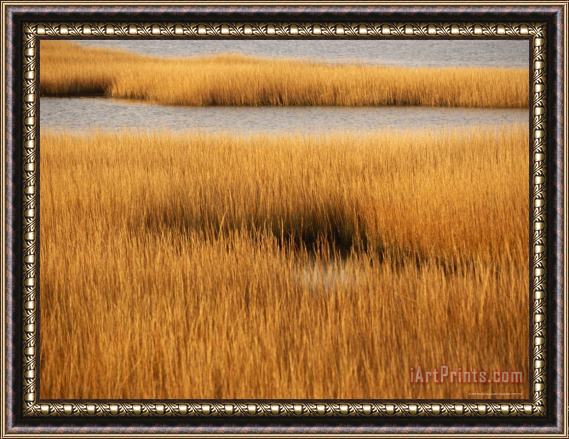 Raymond Gehman Salt Marsh with Cordgrass at Toms Cove on The Atlantic Ocean Framed Painting